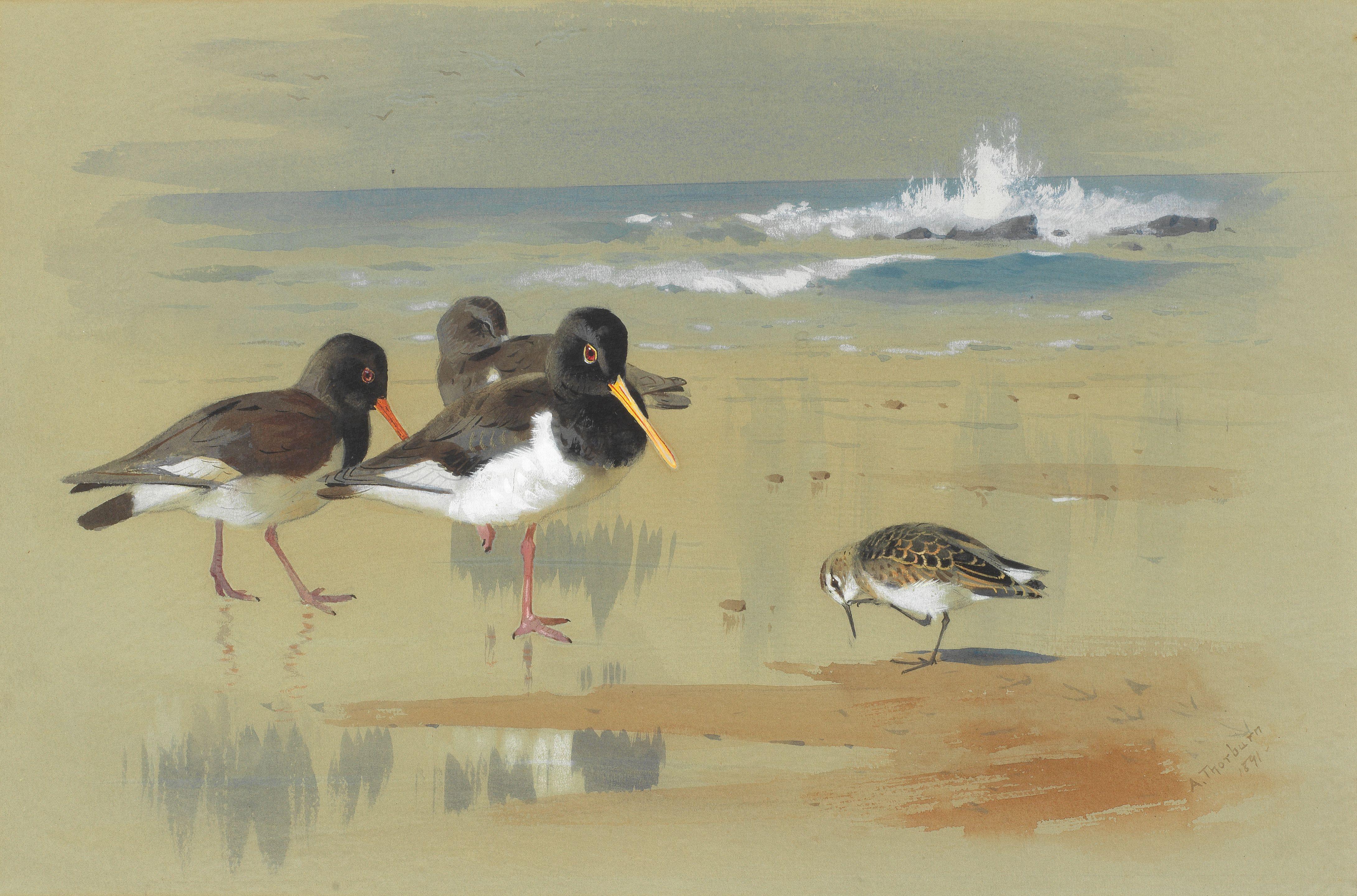 Archibald Thorburn - Oyster Catchers