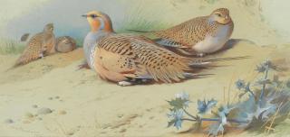 Archibald Thorburn - Pallas\'s Sand Grouse