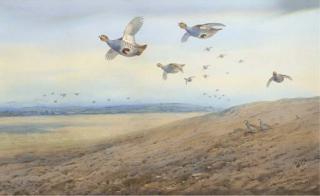 Archibald Thorburn - Partridge in flight