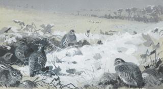 Archibald Thorburn - Patridges