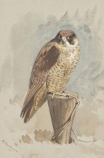 Archibald Thorburn - Peregrine falcon