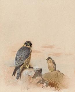 Archibald Thorburn - Peregrine falcons in a rocky landscape