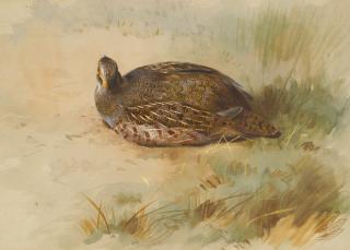 Archibald Thorburn - Pheasant; Partridge