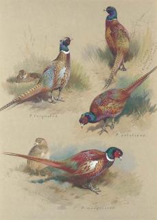 Archibald Thorburn - Pheasants