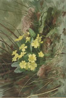 Archibald Thorburn - Primroses
