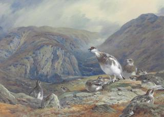 Archibald Thorburn - Ptarmigan In Mid-Plumage On A Rocky Outcrop Above A Glen