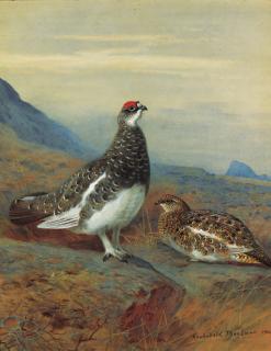 Archibald Thorburn - Ptarmigan in summer plumage