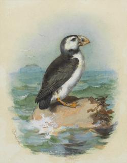 Archibald Thorburn - Puffin