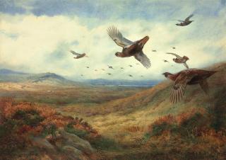 Archibald Thorburn - Red grouse in flight
