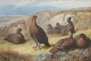 Archibald Thorburn - Red Grouse