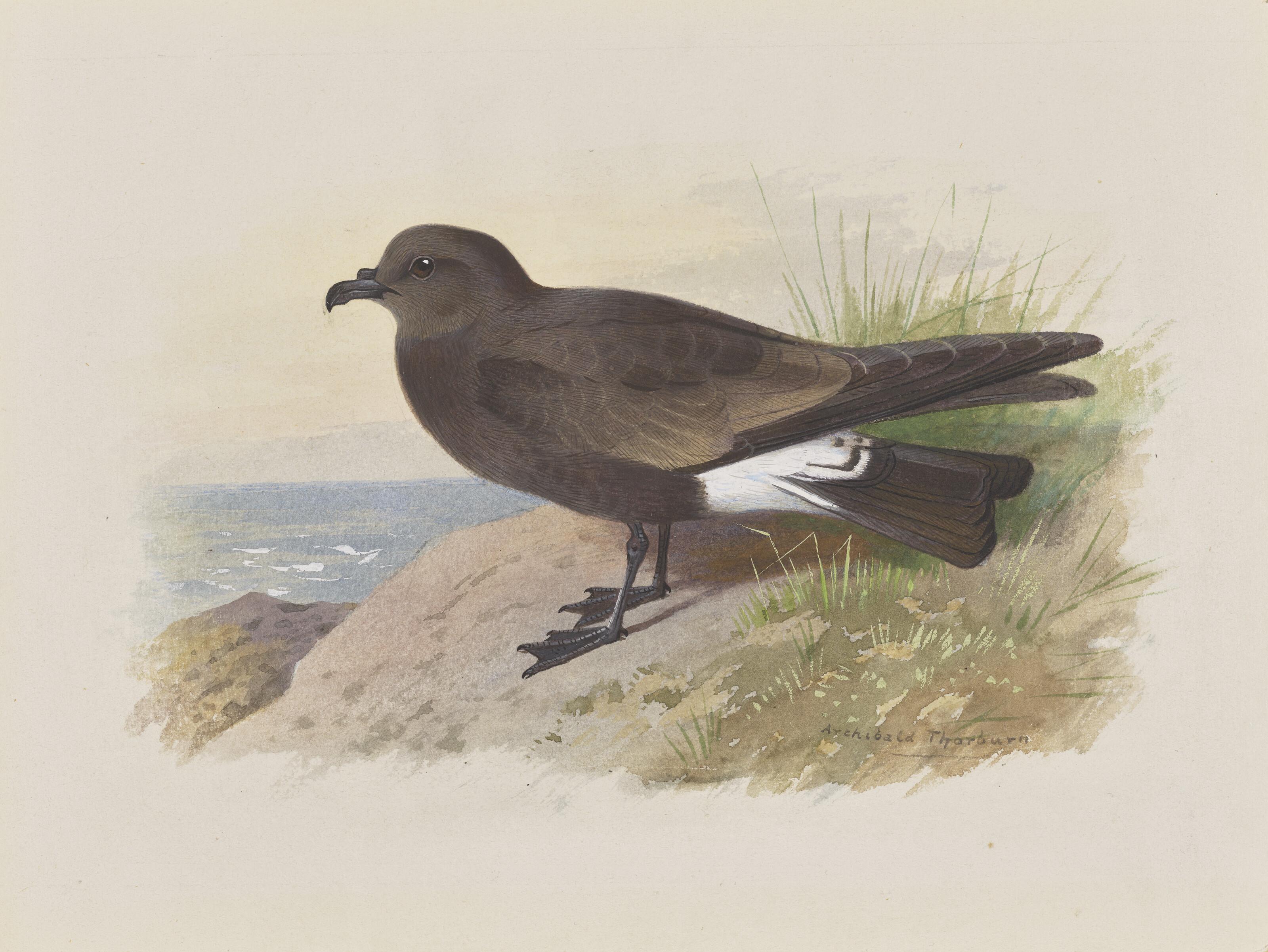 Archibald Thorburn - Ridgeway\'s Petrel