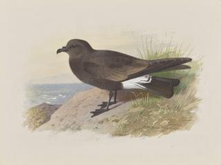 Archibald Thorburn - Ridgeway\'s Petrel