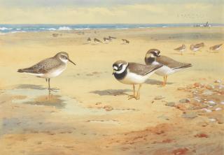 Archibald Thorburn - Ringed Plover, Dunlin and Oystercatchers at low tide