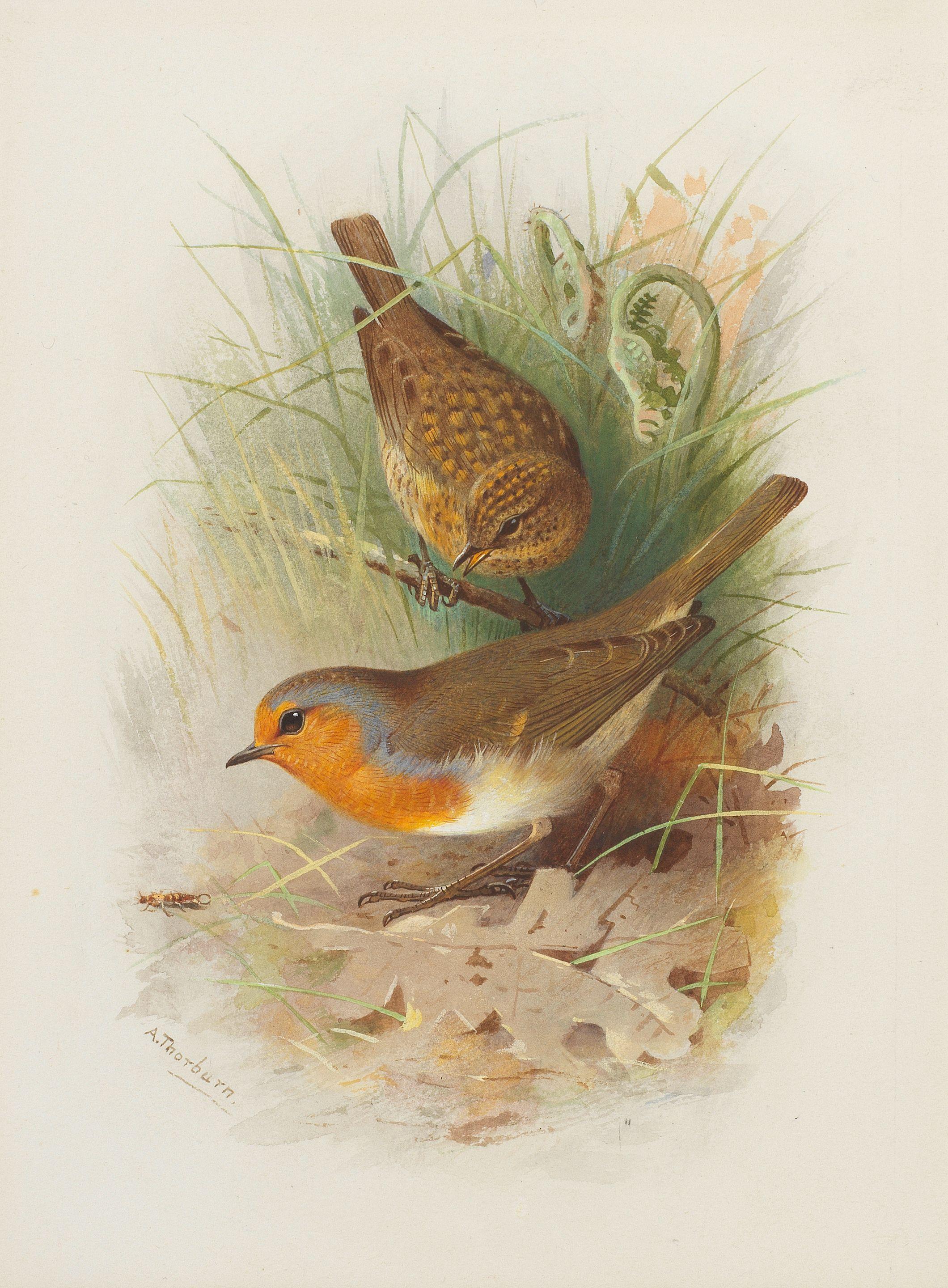 Archibald Thorburn - Robin