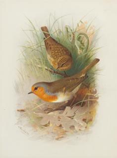 Archibald Thorburn - Robin