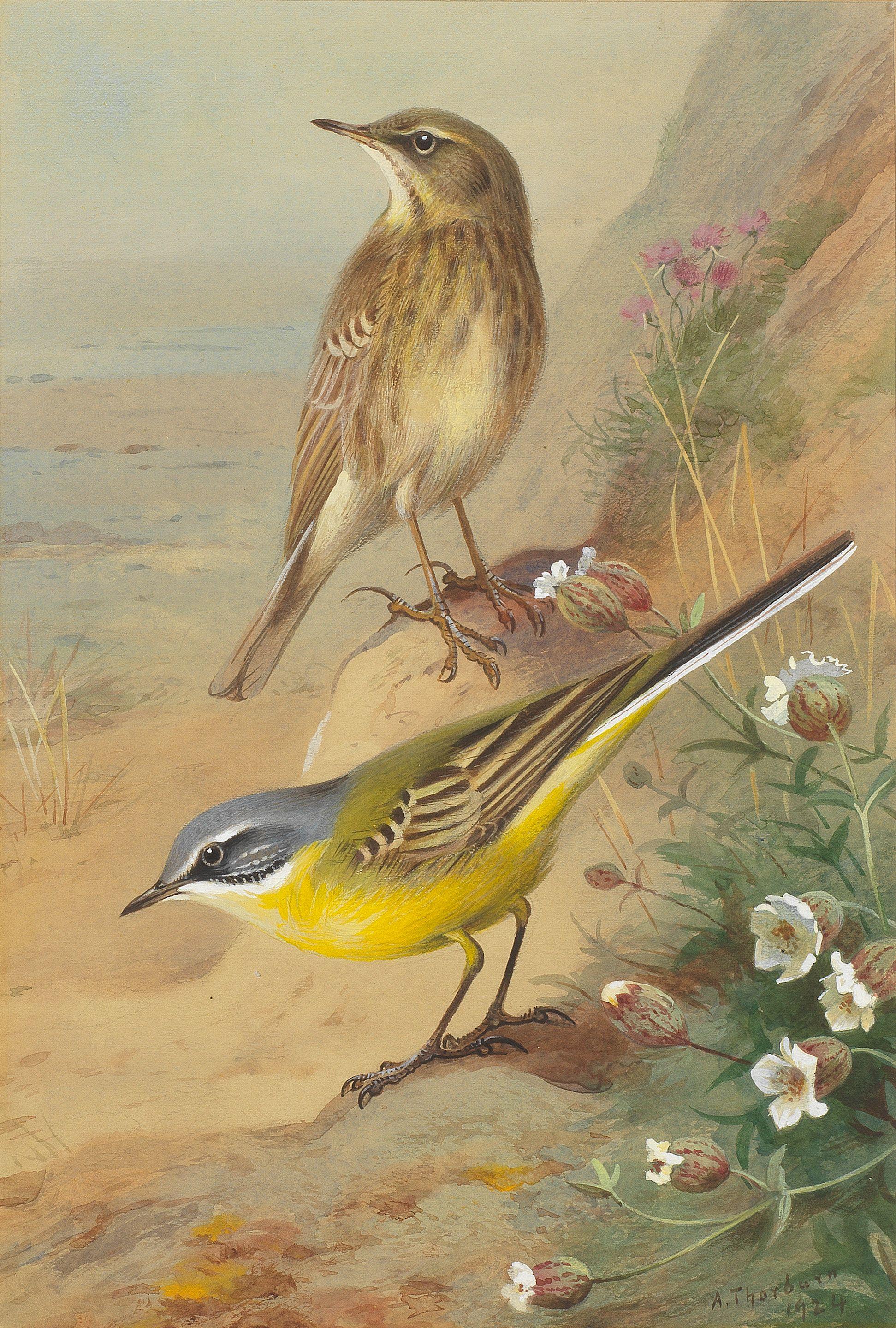 Archibald Thorburn - Rock Pipit and Blue Headed Wagtail