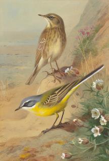 Archibald Thorburn - Rock Pipit and Blue Headed Wagtail