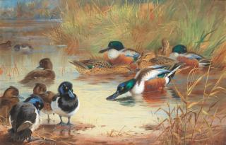 Archibald Thorburn - Shoveler and Tufted Duck with a Kingfisher at the water\'s edge