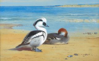 Archibald Thorburn - Smew