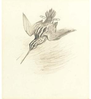 Archibald Thorburn - Snipe Drumming