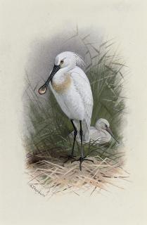 Archibald Thorburn - Spoonbill