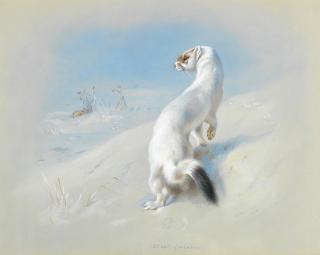 Archibald Thorburn - Stoat (winter)