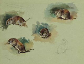 Archibald Thorburn - Studies of a mouse