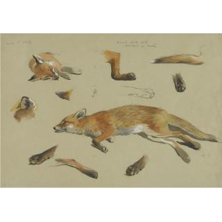 Archibald Thorburn - Studies Of A Recumbent Fox