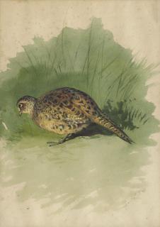 Archibald Thorburn - Study of a hen pheasant