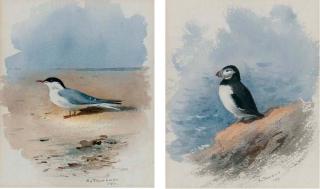 Archibald Thorburn - Study of A Puffin (Illustrated); And Study of A Seagull
