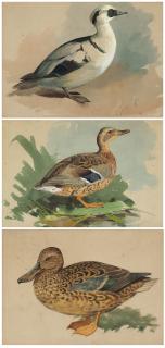Archibald Thorburn - Study of a smew; and two studies of mallards