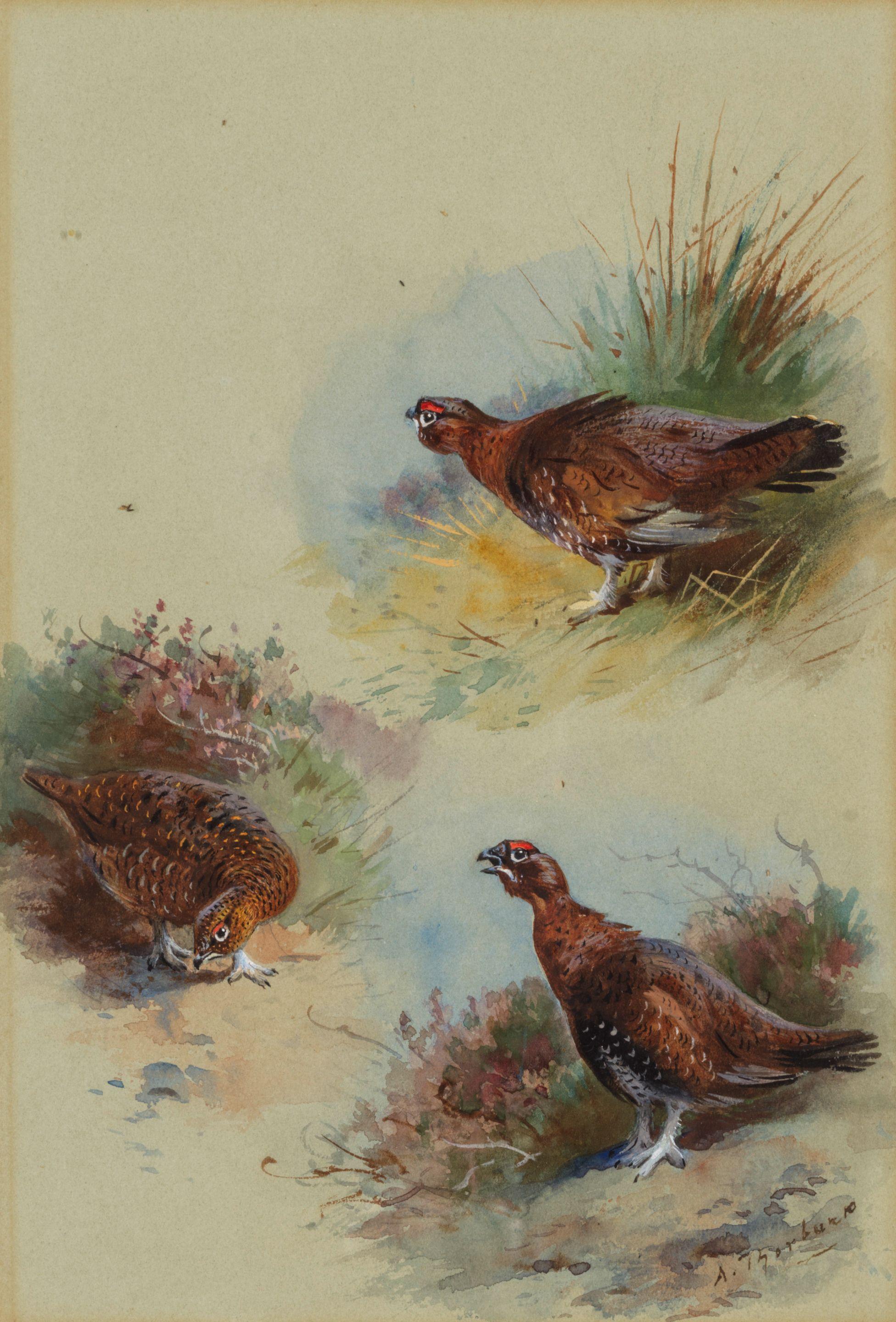 Archibald Thorburn - Study of grouse