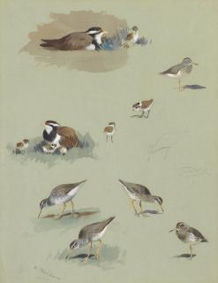 Archibald Thorburn - Study of Sandpipers, Cream-coloured Coursers and other birds