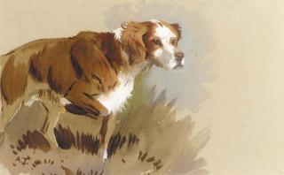 Archibald Thorburn - The artist\'s dog