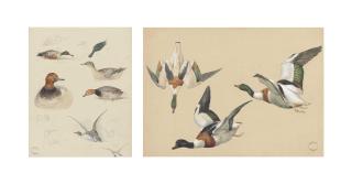 Archibald Thorburn - Three sheets of studies of wild duck, including shoveller, pochard, pintail and shelduck