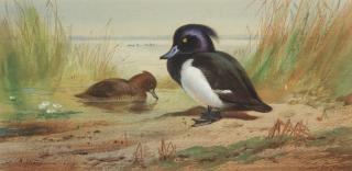 Archibald Thorburn - Tufted duck