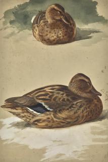 Archibald Thorburn - Two Studies Of A Female Mallard