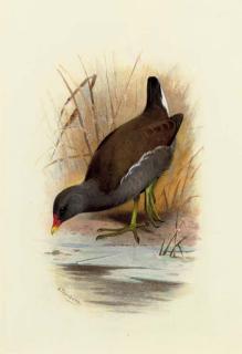 Archibald Thorburn - Water Hen or Moorhen, Gallinula Chloropus