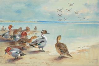 Archibald Thorburn - Wigeon and Pintails