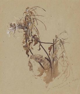 Archibald Thorburn - Willow herb