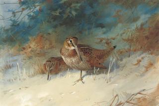 Archibald Thorburn - Woodcock in a winter landscape