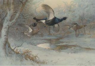 Archibold Thorburn - Grouse in long grass; and another similar