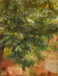 Arno Drescher - A Study Of A Horse Chestnut Tree In Flower