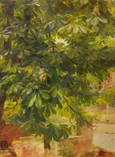 Arno Drescher - Studie eines blühenden Kastanienbaums