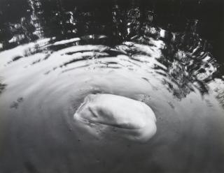 Arno Rafael Minkkinen - Waiting for the Snake, Jianfengling, Nature Preserve, Hainan Island, China
