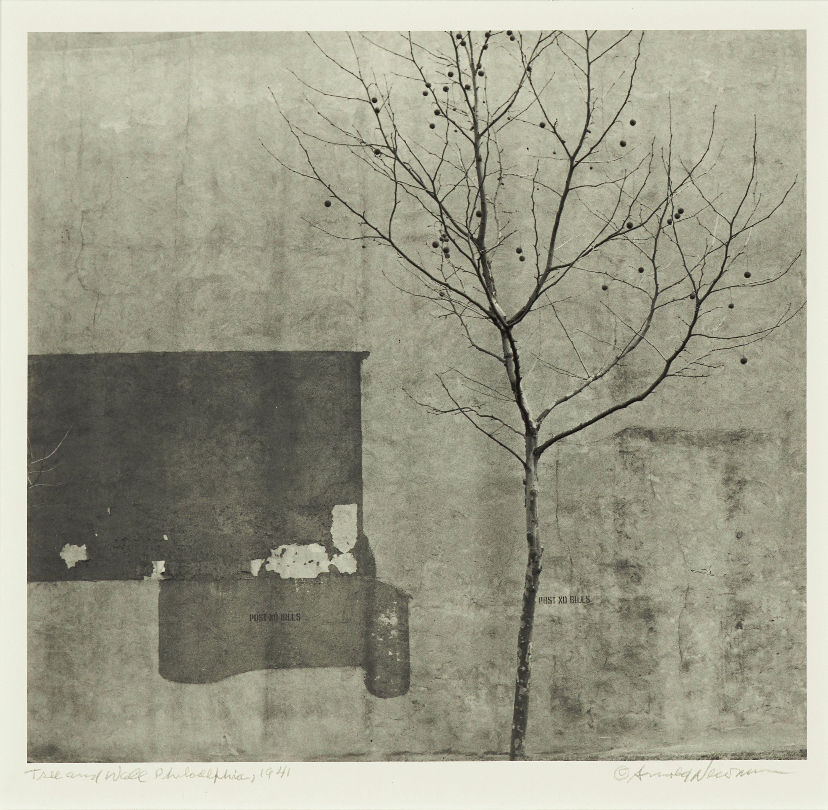Arnold Newman - \'Tree and Wall, Philadelphia\'