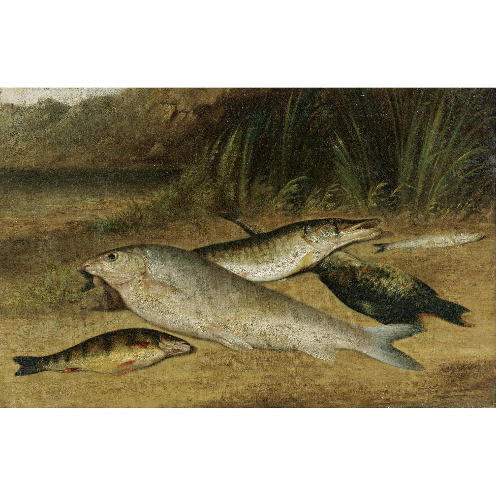Arnoud Wydeveld - American The Day\'S Catch
