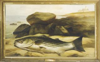 Arnoud Wydeveld - The Fish