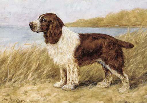 Arthur Claude Cooke - A cocker spaniel