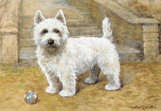 Arthur Claude Cooke - A westie